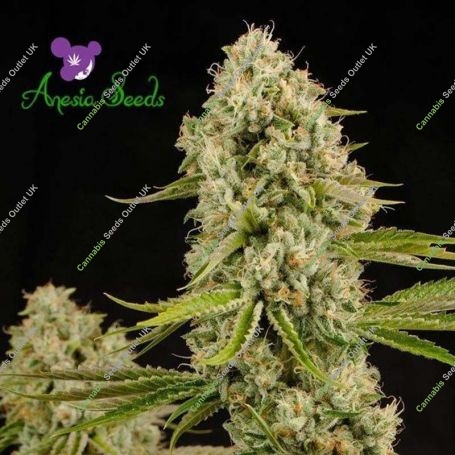 Hindu Kush Feminized Marijuana Strain by Anesia Seeds For Sale Online at Cannabis Seeds Outlet