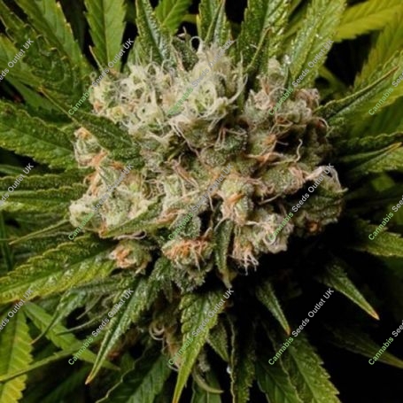 Malawi Gold Feminized Marijuana Strain by Anesia Seeds For Sale Online at Cannabis Seeds Outlet