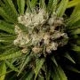 Malawi Gold Feminized Marijuana Strain by Anesia Seeds For Sale Online at Cannabis Seeds Outlet