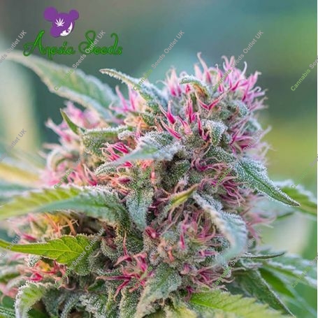 Panama Red Feminized Marijuana Strain by Anesia Seeds For Sale Online at Cannabis Seeds Outlet