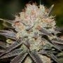 Purple Thai Feminized Marijuana Strain by Anesia Seeds For Sale Online at Cannabis Seeds Outlet