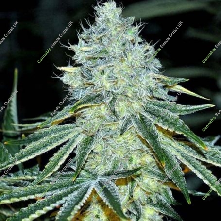 MAC Feminized Marijuana Strain by Anesia Seeds For Sale Online at Cannabis Seeds Outlet