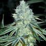 MAC Feminized Marijuana Strain by Anesia Seeds For Sale Online at Cannabis Seeds Outlet