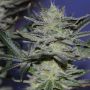 Manderine 47 Female Anesia Cannabis Seeds