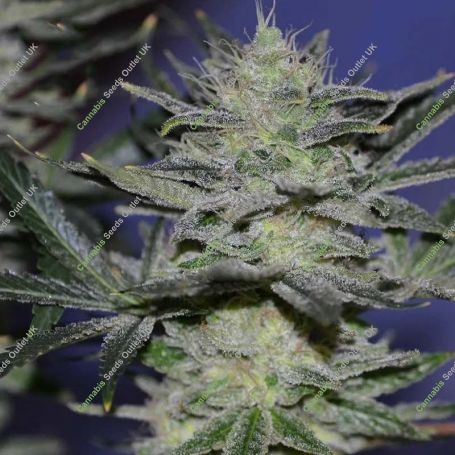 Manderine 47 Feminized Marijuana Strain by Anesia Seeds For Sale Online at Cannabis Seeds Outlet
