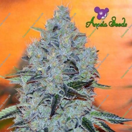 Mob Boss Feminized Marijuana Strain by Anesia Seeds For Sale Online at Cannabis Seeds Outlet