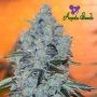 Mob Boss Feminized Marijuana Strain by Anesia Seeds For Sale Online at Cannabis Seeds Outlet