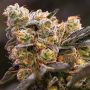 Nova OG Female Feminized Anesia Cannabis Seeds