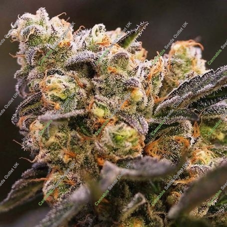Nova OG Feminized Marijuana Strain by Anesia Seeds For Sale Online at Cannabis Seeds Outlet