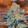 Orient Express Feminized Marijuana Strain by Anesia Seeds For Sale Online at Cannabis Seeds Outlet
