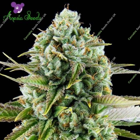 Pink Starburst Feminized Marijuana Strain by Anesia Seeds For Sale Online at Cannabis Seeds Outlet