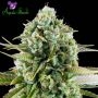 Pink Starburst Feminized Marijuana Strain by Anesia Seeds For Sale Online at Cannabis Seeds Outlet