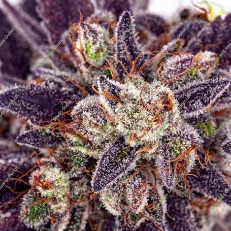 Purple Domina Auto Feminized Marijuana Strain by Anesia Seeds For Sale Online at Cannabis Seeds Outlet