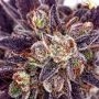 Purple Domina Auto Feminized Marijuana Strain by Anesia Seeds For Sale Online at Cannabis Seeds Outlet