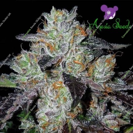 Purple Domina Feminized Marijuana Strain by Anesia Seeds For Sale Online at Cannabis Seeds Outlet