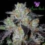 Purple Domina Feminized Marijuana Strain by Anesia Seeds For Sale Online at Cannabis Seeds Outlet