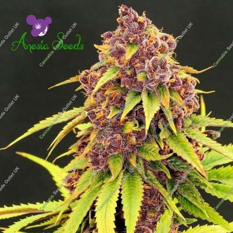 Purps OG Feminized Marijuana Strain by Anesia Seeds For Sale Online at Cannabis Seeds Outlet