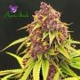 Purps OG Feminized Marijuana Strain by Anesia Seeds For Sale Online at Cannabis Seeds Outlet