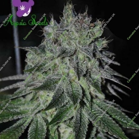 Slurricane Feminized Marijuana Strain by Anesia Seeds For Sale Online at Cannabis Seeds Outlet