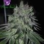 Slurricane Feminized Marijuana Strain by Anesia Seeds For Sale Online at Cannabis Seeds Outlet