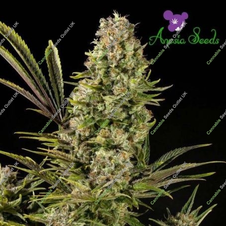 Sour Apple Feminized Marijuana Strain by Anesia Seeds For Sale Online at Cannabis Seeds Outlet