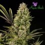 Sour Apple Feminized Marijuana Strain by Anesia Seeds For Sale Online at Cannabis Seeds Outlet