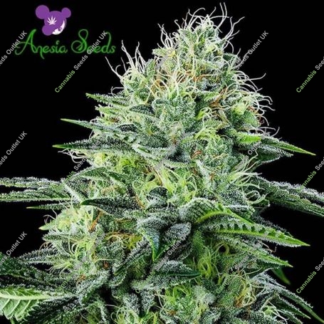Strawberry Banana Automatic Marijuana Strain by Anesia Seeds For Sale Online at Cannabis Seeds Outlet