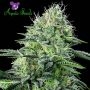 Strawberry Banana Automatic Marijuana Strain by Anesia Seeds For Sale Online at Cannabis Seeds Outlet