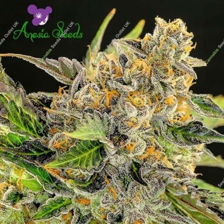 Strawberry Kush Feminized Marijuana Strain by Anesia Seeds For Sale Online at Cannabis Seeds Outlet