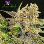 Strawberry Kush Feminized Marijuana Strain by Anesia Seeds For Sale Online at Cannabis Seeds Outlet