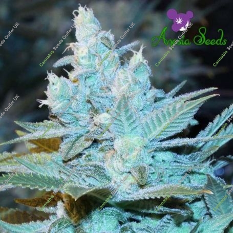 Triple Cheese Auto Feminized Marijuana Strain by Anesia Seeds For Sale Online at Cannabis Seeds Outlet