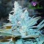 Triple Cheese Auto Feminized Marijuana Strain by Anesia Seeds For Sale Online at Cannabis Seeds Outlet