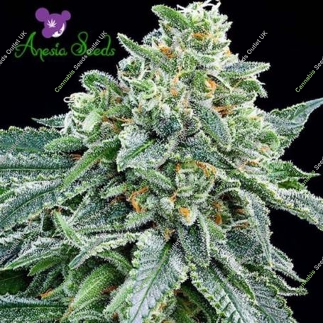 True Gold OG Feminized Marijuana Strain by Anesia Seeds For Sale Online at Cannabis Seeds Outlet