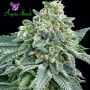 True Gold OG Feminized Marijuana Strain by Anesia Seeds For Sale Online at Cannabis Seeds Outlet