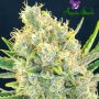Vanilla Frosting Female Anesia Cannabis Seeds