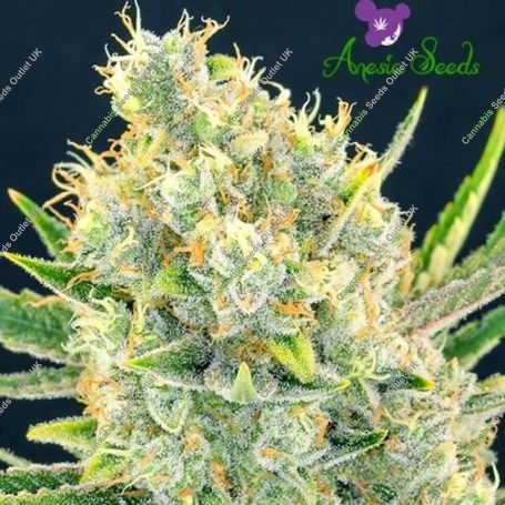 Vanilla Frosting Feminized Marijuana Strain by Anesia Seeds For Sale Online at Cannabis Seeds Outlet