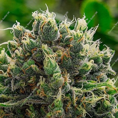 White Runtz Feminized Marijuana Strain by Anesia Seeds For Sale Online at Cannabis Seeds Outlet