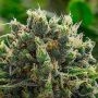 White Runtz Feminized Marijuana Strain by Anesia Seeds For Sale Online at Cannabis Seeds Outlet