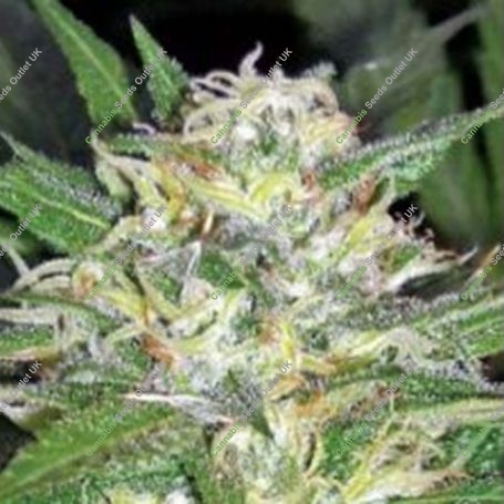 91 Chemdawg x Carmel Regular Marijuana Strain by Apothecary Genetics For Sale Online at Cannabis Seeds Outlet