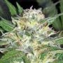 91 Chemdawg x Carmel Regular Marijuana Strain by Apothecary Genetics For Sale Online at Cannabis Seeds Outlet
