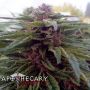 Blue Afi Reg Apothecary Cannabis Seeds