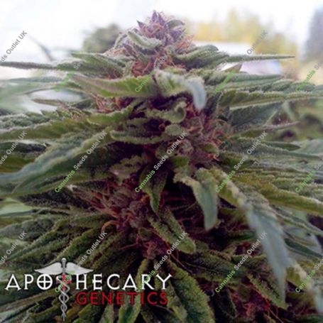 Blue Afi Regular Marijuana Strain by Apothecary Genetics For Sale Online at Cannabis Seeds Outlet