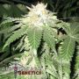 Bubba Berry Reg Apothecary Cannabis Seeds