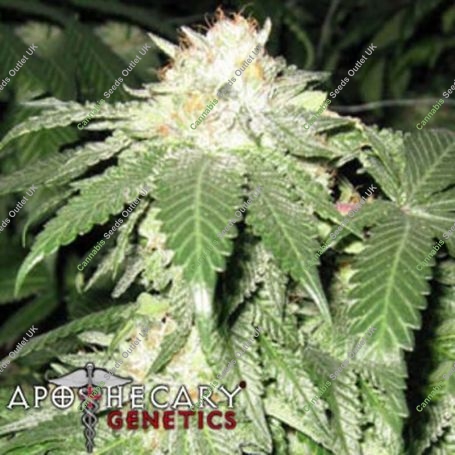 Bubba Berry Regular Marijuana Strain by Apothecary Genetics For Sale Online at Cannabis Seeds Outlet