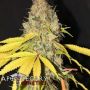 Cannaberry Reg Apothecary Cannabis Seeds
