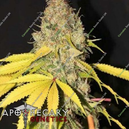 Cannaberry Regular Marijuana Strain by Apothecary Genetics For Sale Online at Cannabis Seeds Outlet