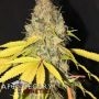 Cannaberry Regular Marijuana Strain by Apothecary Genetics For Sale Online at Cannabis Seeds Outlet