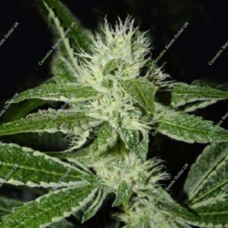 BWB OG (XXX x OG) Regular Marijuana Strain by Apothecary Genetics For Sale Online at Cannabis Seeds Outlet