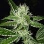 BWB OG (XXX x OG) Regular Marijuana Strain by Apothecary Genetics For Sale Online at Cannabis Seeds Outlet