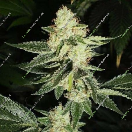Congo OG Regular Marijuana Strain by Apothecary Genetics For Sale Online at Cannabis Seeds Outlet